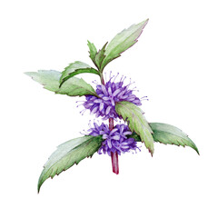 Mint herb with flowers botanical illustration. Wild spermint watercolor realistic element. Blooming menta medical plant. Hand drawn organic fresh mint plant with purple flowers and green leaves.  © anitapol