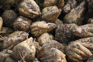 Fototapeta na wymiar Harvested sugar beet piled up in a field