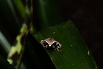 Freshly metamorphosed spiny-headed tree frog on a bromeliad