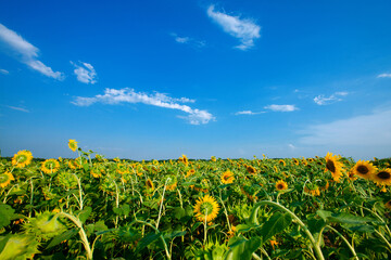 Fototapeta na wymiar green field sunflowers and blue sky