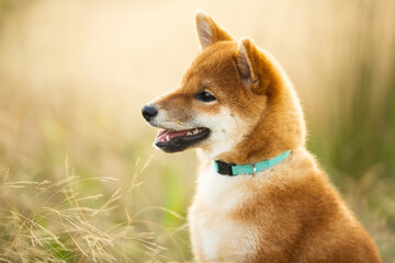 Cute red shiba inu dog sitting in the meadow at sunset. Beautiful japanese shiba inu puppy