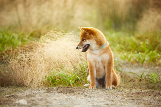 Cute Red Shiba Inu Puppy Dog Sitting Outdoor In Grass During golden Sunset. Beautiful japanese shiba inu puppy