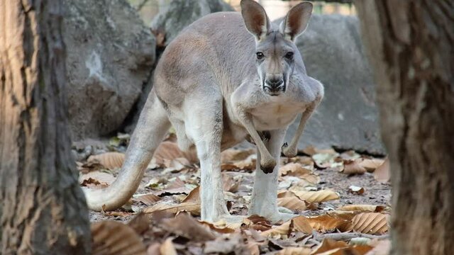 kangaroo is the national symbol of Australia.