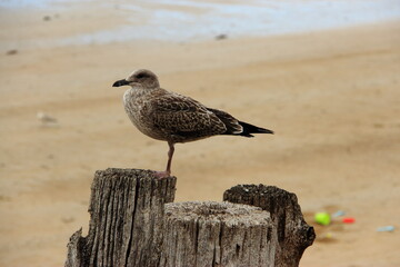 Pieux de la plage du Sillon à Saint-Malo