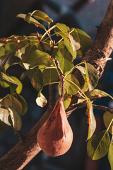 Pear leaves with pear rust infestation