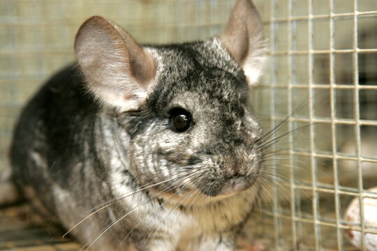 Gray Chinchilla" Images – Browse 24 Stock Photos, Vectors, and Video |  Adobe Stock