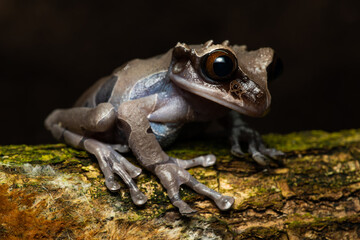 Closeup of a spiny-headed treefrog on a branch