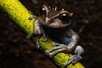 Closeup of a spiny-headed treefrog on a branch