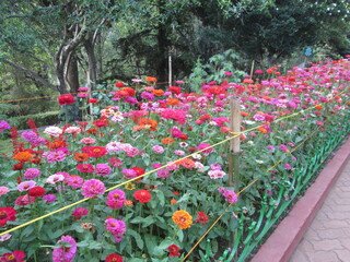 flowers in the garden