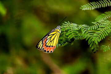 butterfly on leaf