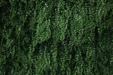Green grass textured background wall, close up
