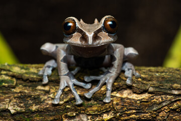 Closeup of a spiny-headed treefrog on a branch