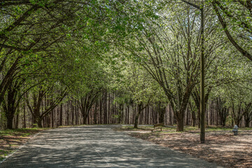 Flowering trees in the park