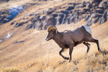 Naklejka premium Big Horn Sheep Running, mountain, hillside 