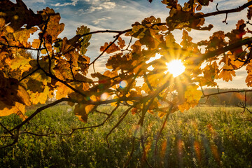 Oak leaves in the evening sun