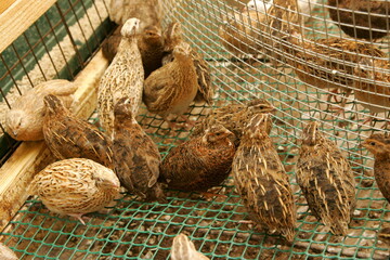 Brown Quail Chicks in a cage on the farm
