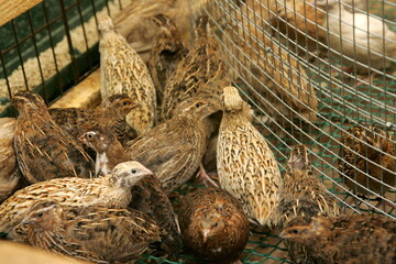 Brown Quail Chicks in a cage on the farm