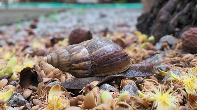 The snail is walking slowly, taken in close distance.