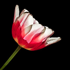 Red tulip close-up profile black background