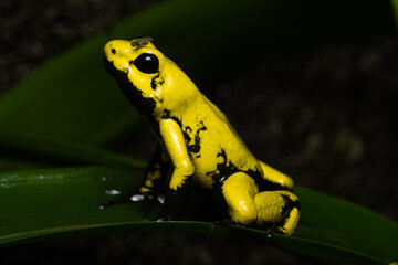 Closeup of a golden poison frog with a fly on its head