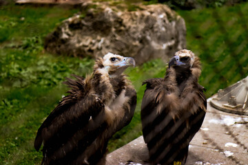 Vultures