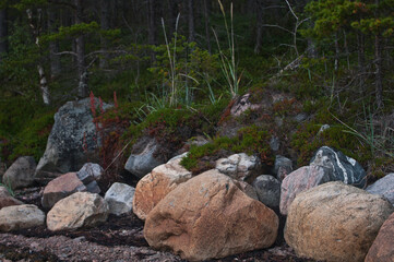 Fototapeta na wymiar landscape stones plants forest nature shore sea plants grow on rocks moss wildlife outdoor travel wallpaper background white sea august 2015