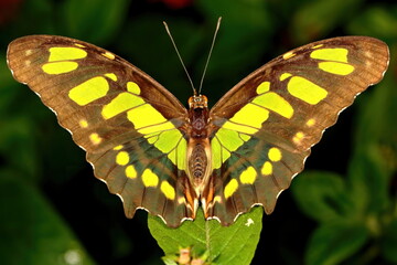 Macro photo of a Malachite butterfly on green leaf background. Siproeta stelenes.