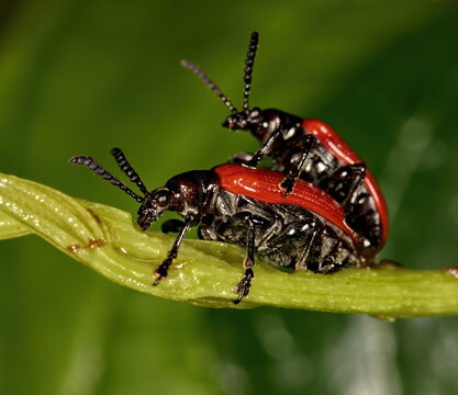 Macro photo of Air Potato Leaf Beetles mating. Lilioceris cheni