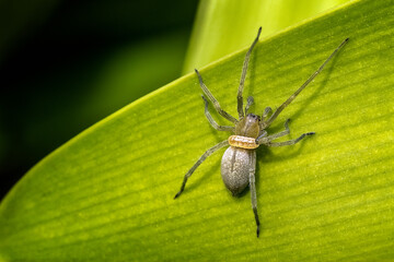 Arachnida