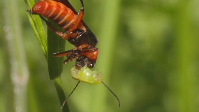 Macro shot of Soldier beetle Cantharis pellucida eating a caterpillar (hummingbird hawk moth larva) on a blade of grass beside a pink flower in Loch Dochart, Scotland
