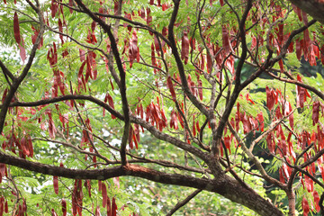 Tree banches and leaves in autumn