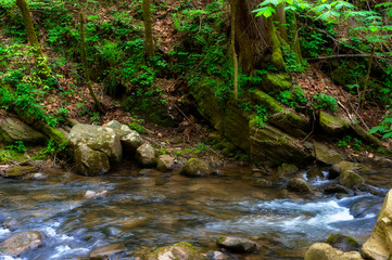 Naklejka na ściany i meble Creek flowing through shady forest
