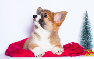 welsh corgi puppy looking on a red blanket