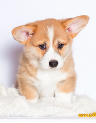 welsh corgi puppy in a white fluffy blanket