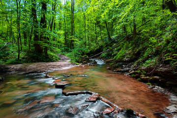 Creek flowing through shady forest
