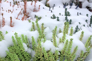 Heidekraut im Schnee	