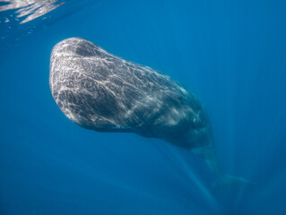 Sperm whale underwater