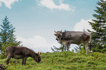 cows in a field of grass