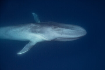 Naklejka na ściany i meble Blue whale underwater