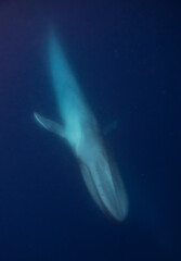 Fototapeta premium Blue whale underwater