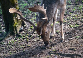 Deer in the forest