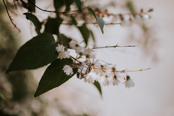 Wedding. The girl in a white dress and a guy in a suit sitting on a wooden chair, and are holding a beautiful bouquet of white, blue, pink flowers and greenery, decorated with silk ribbon
