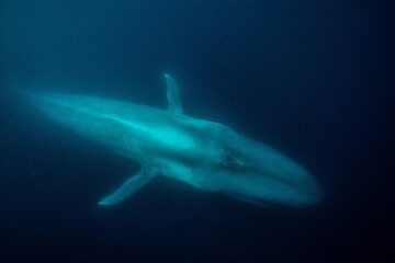 Fototapeta premium Blue whale underwater