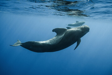 Obraz premium Pilot whales underwater