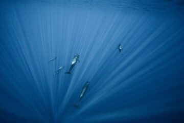 Pilot whales underwater