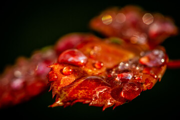 Drops
