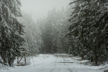 Winterroad in spruceforest.