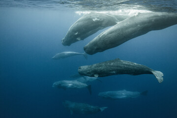 Sperm whales underwater