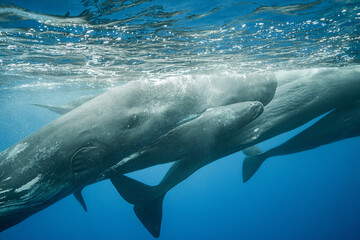 Sperm whales underwater