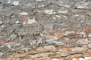 Close up brown wood texture backgrounds, pine tree bark texture, with natural patterns background.